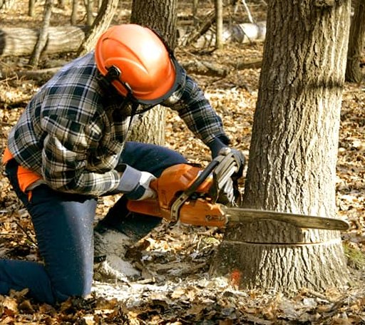Tree Removal in Townville, SC